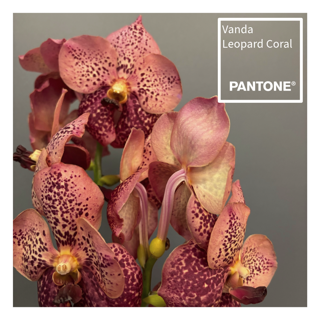 Pantone insta 2.2.png (1.66 MB)